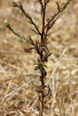 Hemizonia congesta luzulifolia