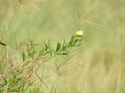 Image of Heimia salicifolia by (c) Pablo H Capovilla, some rights reserved (CC BY)