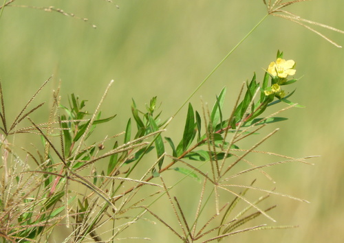 Image of Heimia salicifolia by (c) Pablo H Capovilla, some rights reserved (CC BY)