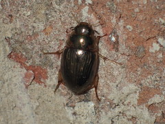 Tropisternus collaris