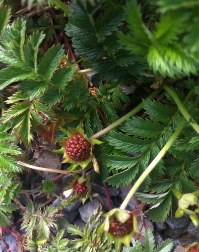 Žąsinė sidabražolė nuotrauka