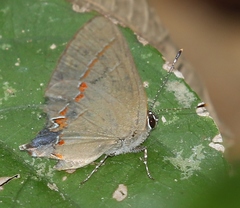 Calycopis isobeon
