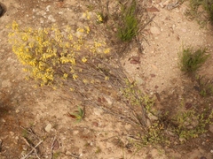 Hermannia diversistipula