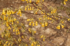 Hermannia diversistipula