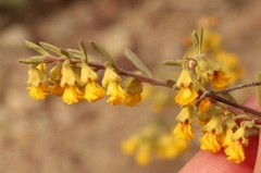 Hermannia diversistipula