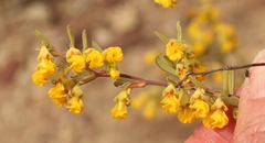 Hermannia diversistipula