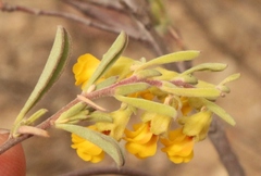 Hermannia diversistipula