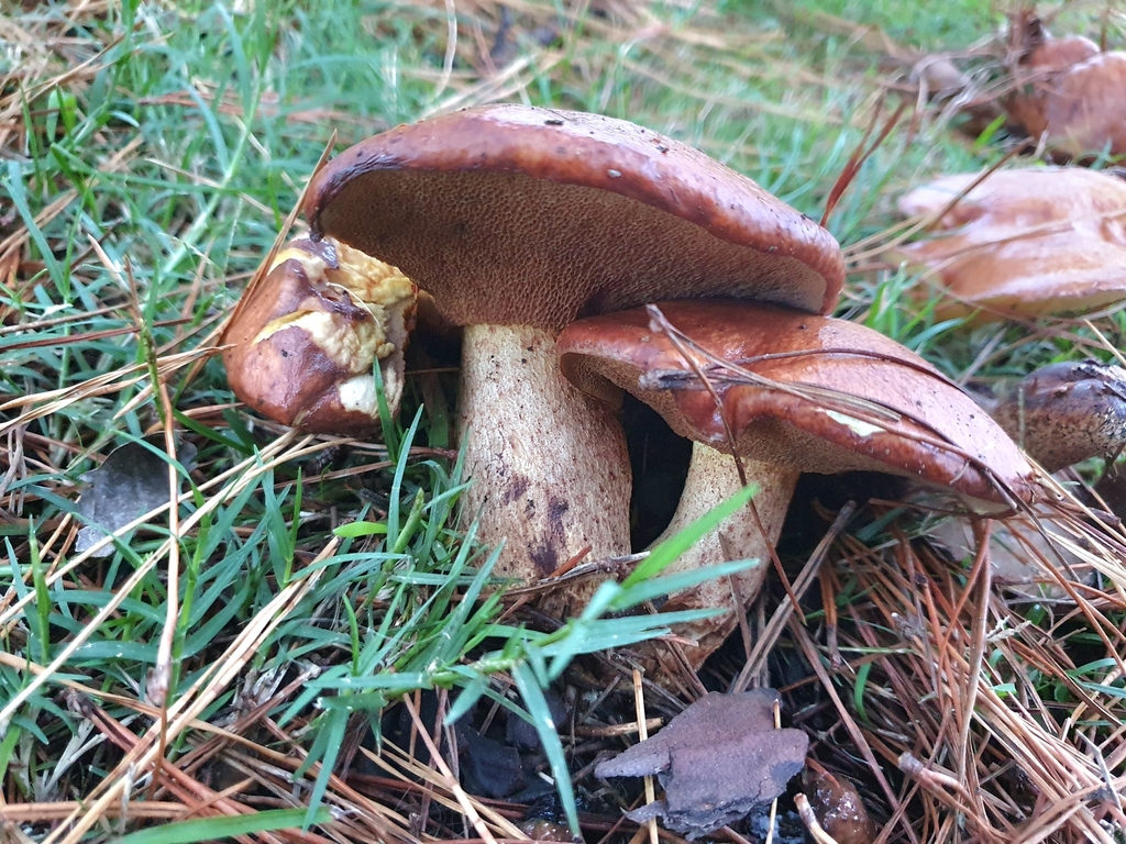 Suillus granulatus · April 2025 · photo: © corli (iNaturalist, cc-by)