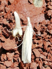 Xanthocrambus