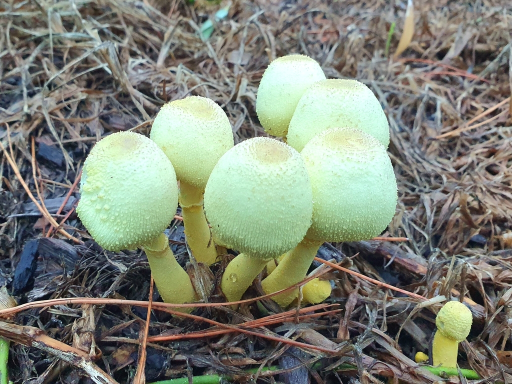 Leucocoprinus birnbaumii · April 2025 · photo: © corli (iNaturalist, cc-by)