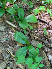 Clintonia borealis