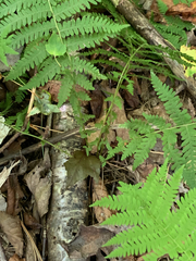 Amauropelta noveboracensis image