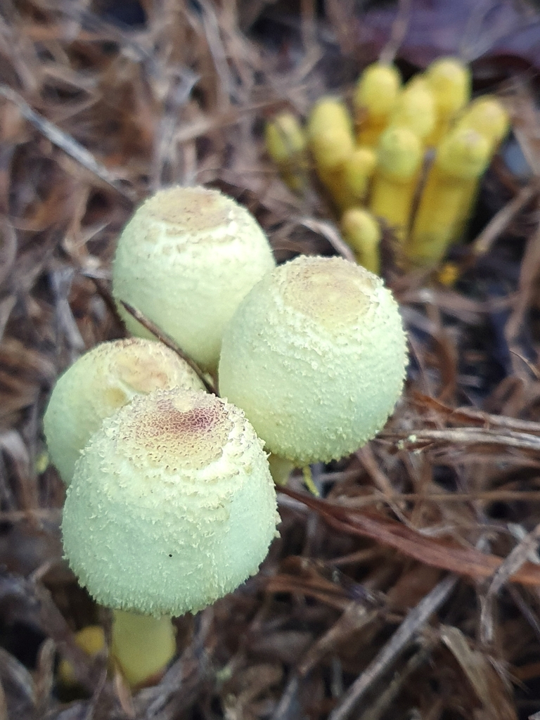 Leucocoprinus birnbaumii · April 2025 · photo: © corli (iNaturalist, cc-by)