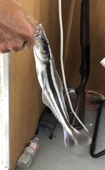 Rachycentron canadum