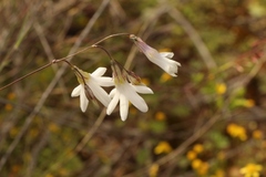 Ixia sobolifera