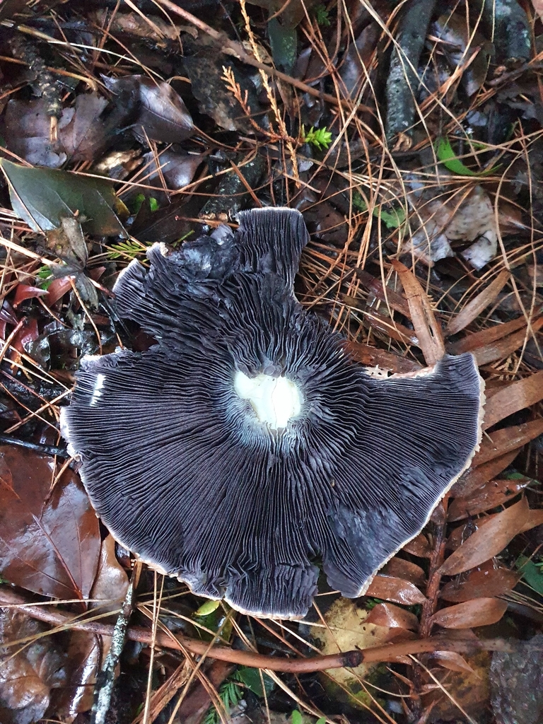 Stropharia rugosoannulata · April 2025 · photo: © corli (iNaturalist, cc-by)