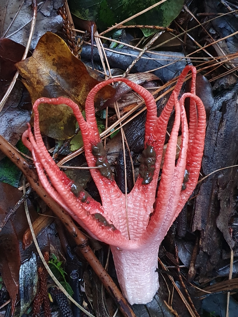 Clathrus archeri · April 2025 · photo: © corli (iNaturalist, cc-by)