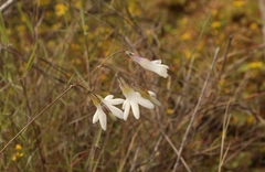 Ixia sobolifera