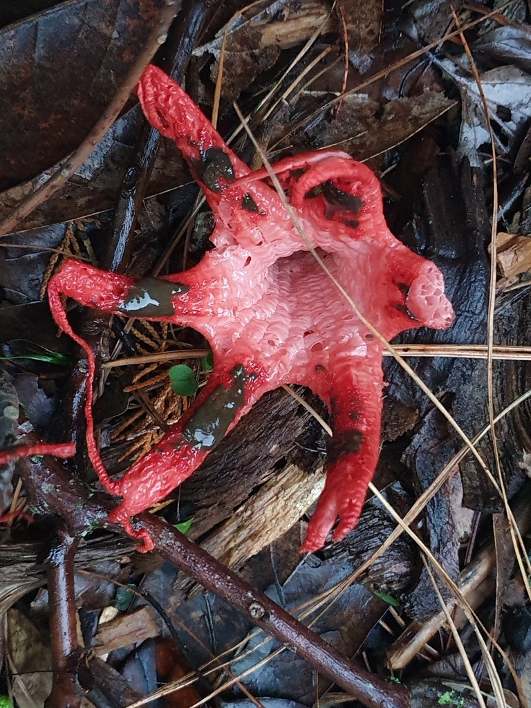 Clathrus archeri · April 2025 · photo: © corli (iNaturalist, cc-by)