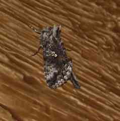 Syngrapha octoscripta