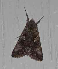 Syngrapha octoscripta