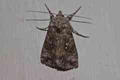 Syngrapha octoscripta