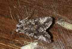 Syngrapha octoscripta