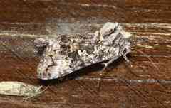 Syngrapha octoscripta