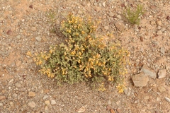 Hermannia althaeifolia
