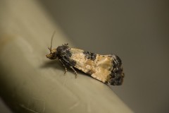 Neocochylis dubitana