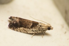 Epinotia ramella