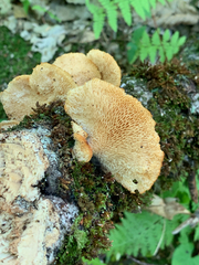 Neofavolus alveolaris