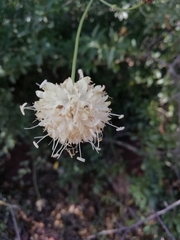 Cephalaria