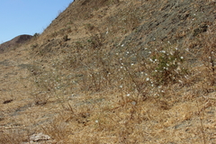 Hemizonia congesta luzulifolia