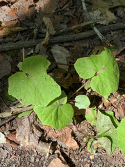 Tussilago farfara