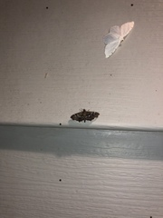 Diathrausta harlequinalis