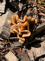 Cudoniaceae