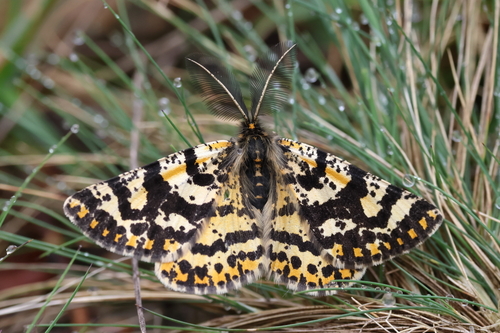 Eurranthis plummistaria (Villers, 1789)