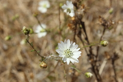 Hemizonia congesta luzulifolia