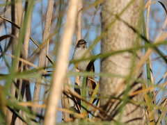 Limnoctites sulphuriferus