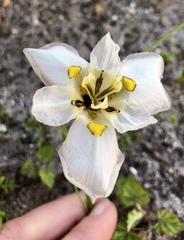 Moraea cantharophila