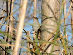 Limnoctites sulphuriferus