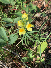 Linaria vulgaris