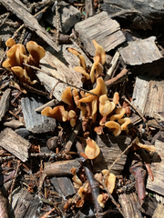 Cudoniaceae