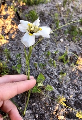 Moraea cantharophila