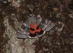 Catocala semirelicta