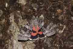 Catocala semirelicta