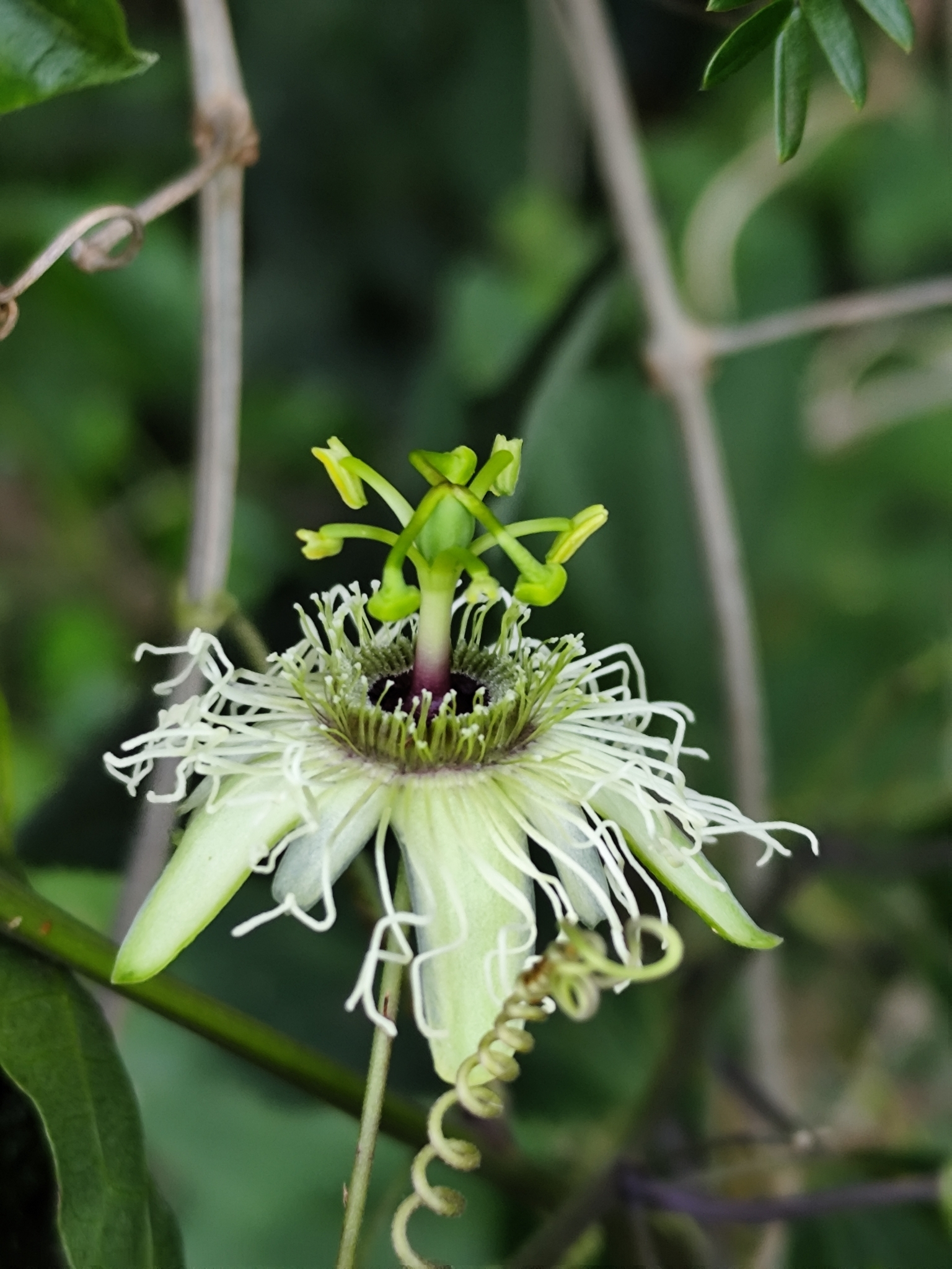 Passiflora urnifolia