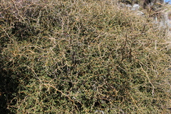 Sophora prostrata