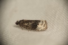 Apotomis betuletana